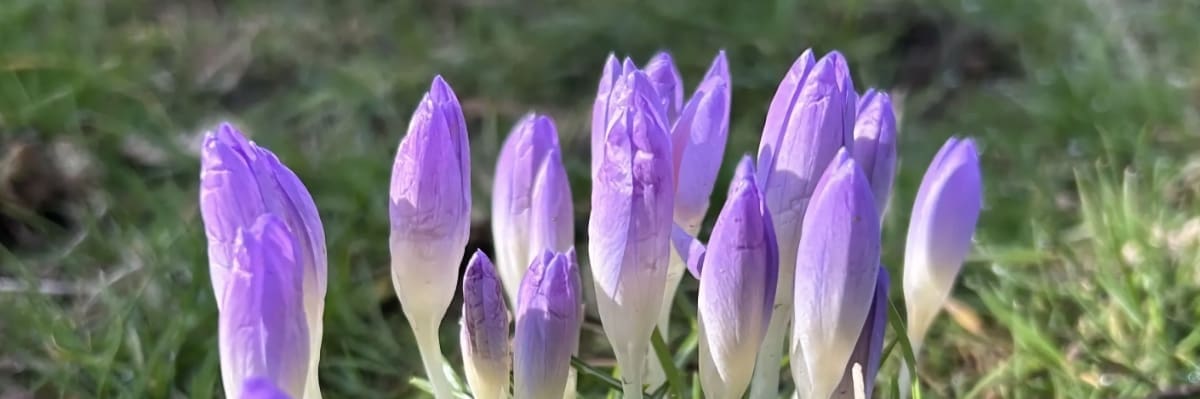Three crocuses representing the three stages of the Clarity Sessions and Clarity Blueprint process with Portland life coach Mark Newton