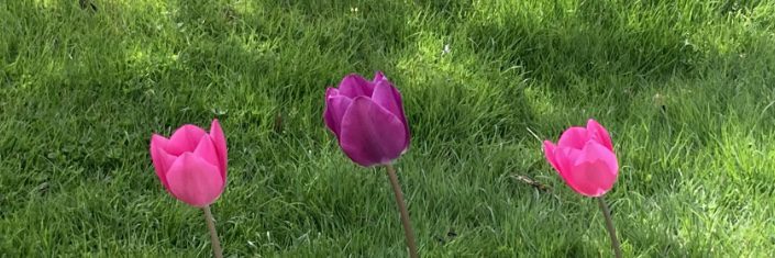 Three tulips representing the three phases of The Clarity Blueprint.