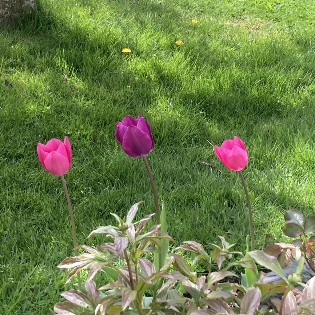 Three minimalist pink tulips representing the three-part Clarity Blueprint process by Portland life coach Mark Newton.